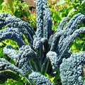 Nero di Toscana Kale Seeds - Cavolo Nero Heirloom Variety for Organic Gardening - Brassica oleracea
