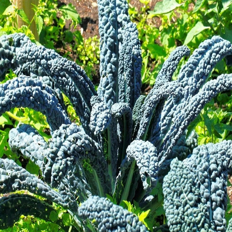 Nero di Toscana Kale Seeds - Cavolo Nero Heirloom Variety for Organic Gardening - Brassica oleracea