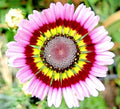 Painted Daisy Seeds - 200+ Bellis perennis Flower Seeds in Yellow, Red, Pink for Garden Beds & Borders, USA Grown