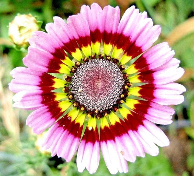 Painted Daisy Seeds - 200+ Bellis perennis Flower Seeds in Yellow, Red, Pink for Garden Beds & Borders, USA Grown