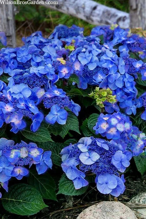 Hydrangea macrophylla Cuttings – 5 Rooted Pop-Starr Blue Pink Varieties for Garden, Landscape, and Pollinator Attraction