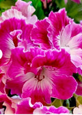 Rare Pink and White Streaks Geranium Live Plant, Perennial, Pelargonium hortorum, 10 Inches Tall