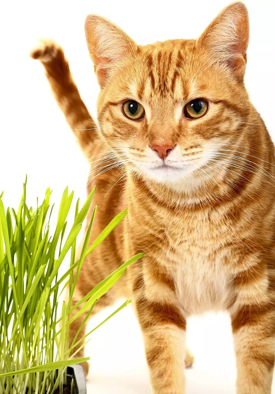 Catgrass Seeds for Sprouting - Hard Red Winter Wheat - Non-GMO, High Germination, Triticum aestivum