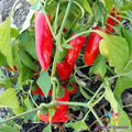 Chipotle Morita Hot Pepper Seeds - 25+ Capsicum annuum for Garden Planting, Smoky Flavor, Full Sun, Non-GMO