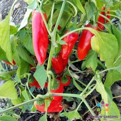 Chipotle Morita Hot Pepper Seeds - 25+ Capsicum annuum for Garden Planting, Smoky Flavor, Full Sun, Non-GMO
