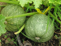 Round Zucchini Seeds - Heirloom Cucurbita pepo, Bush-Type, Non-GMO Vegetable Seeds for Home Garden & Container Growing