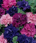 Petunia Seeds - 50 Double Red Pink Purple Mix for Containers & Hanging Baskets - Petunia × atkinsiana