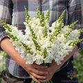 Legend White Snapdragon Seeds - 1000+ Antirrhinum majus for Garden Planting, Borders & Containers, USA Grown