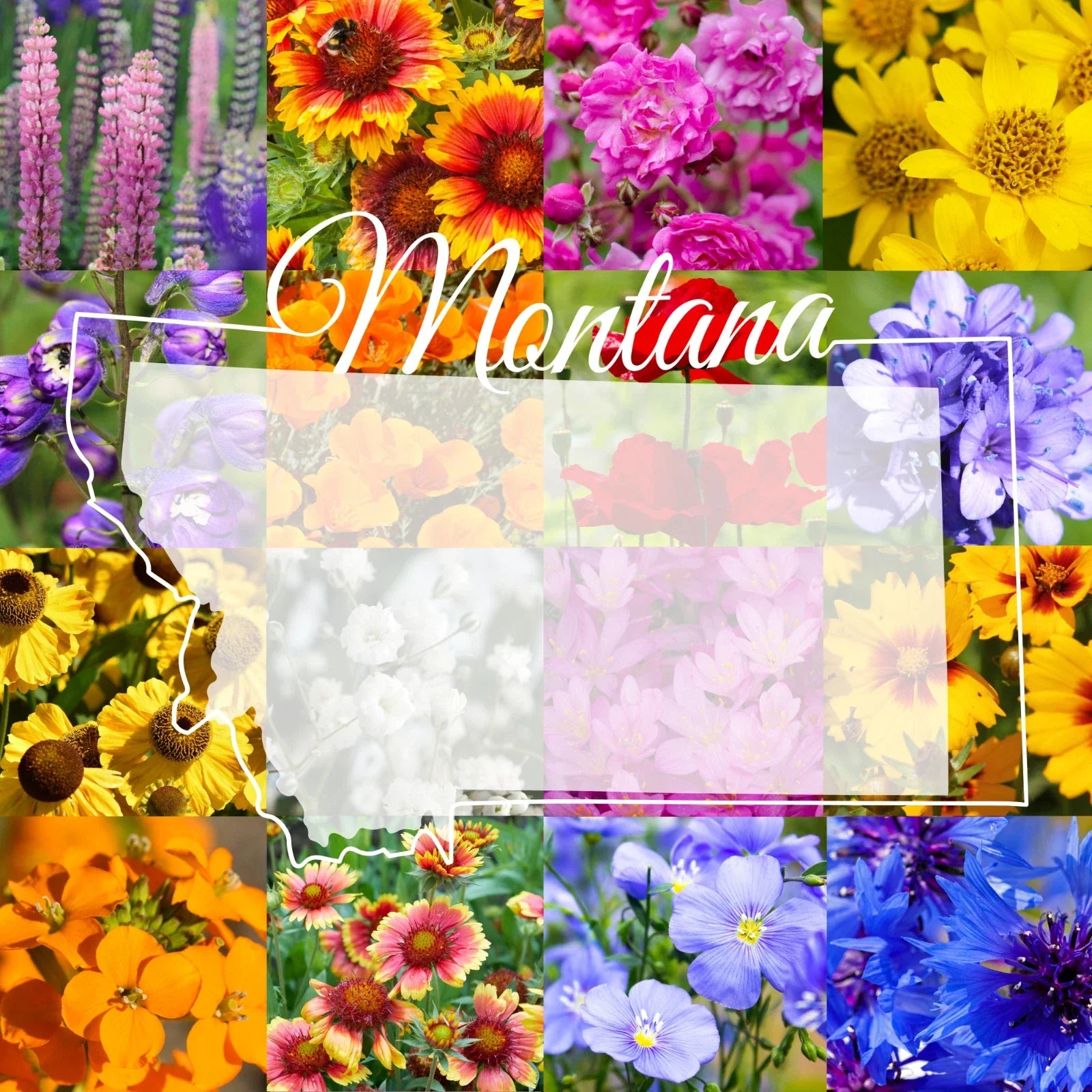 Montana Western Wildflower Seed Mix 1/4 Pound Bulk Native Flowers for Gardens, Covers 800 sq ft, Pollinator-Friendly, Outdoor Planting