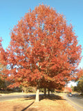 Cherrybark Oak Live Plant 12-16 Inches Bare Root Quercus pagoda for Garden Landscaping Zone 5-9