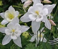 Columbine Seeds 20 Pure White Aquilegia Perennial Flower for Garden, Landscape, Zones 3-9