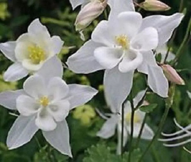 Columbine Seeds 20 Pure White Aquilegia Perennial Flower for Garden, Landscape, Zones 3-9