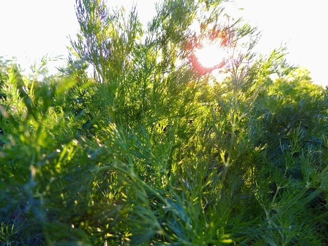 Dill Seeds - Long Island Mammoth Variety - Anethum graveolens Herb Seeds for Gardening & Culinary Use