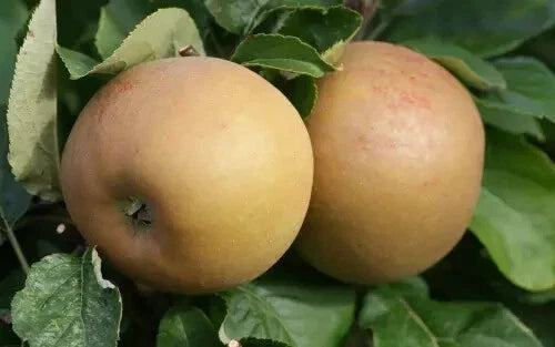 Zabergau Reinette Apple Seeds - 25+ Heirloom Malus domestica for Home Garden Planting
