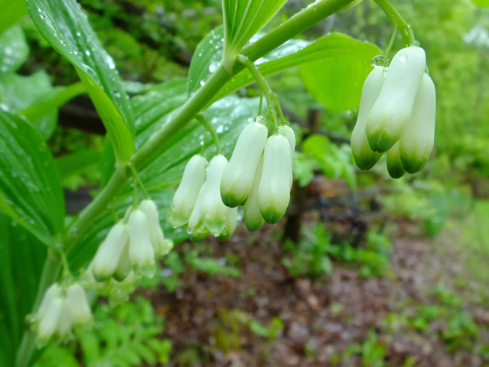 Solomon's Seal Seeds, Perennial Shade Plant, Polygonatum biflorum, 10 Seeds for Garden, Woodland, Naturalizing