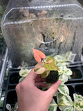 Variegated Fallopia Multiflora Starter Plug - Hardy Ground Cover Plant for Garden & Landscape