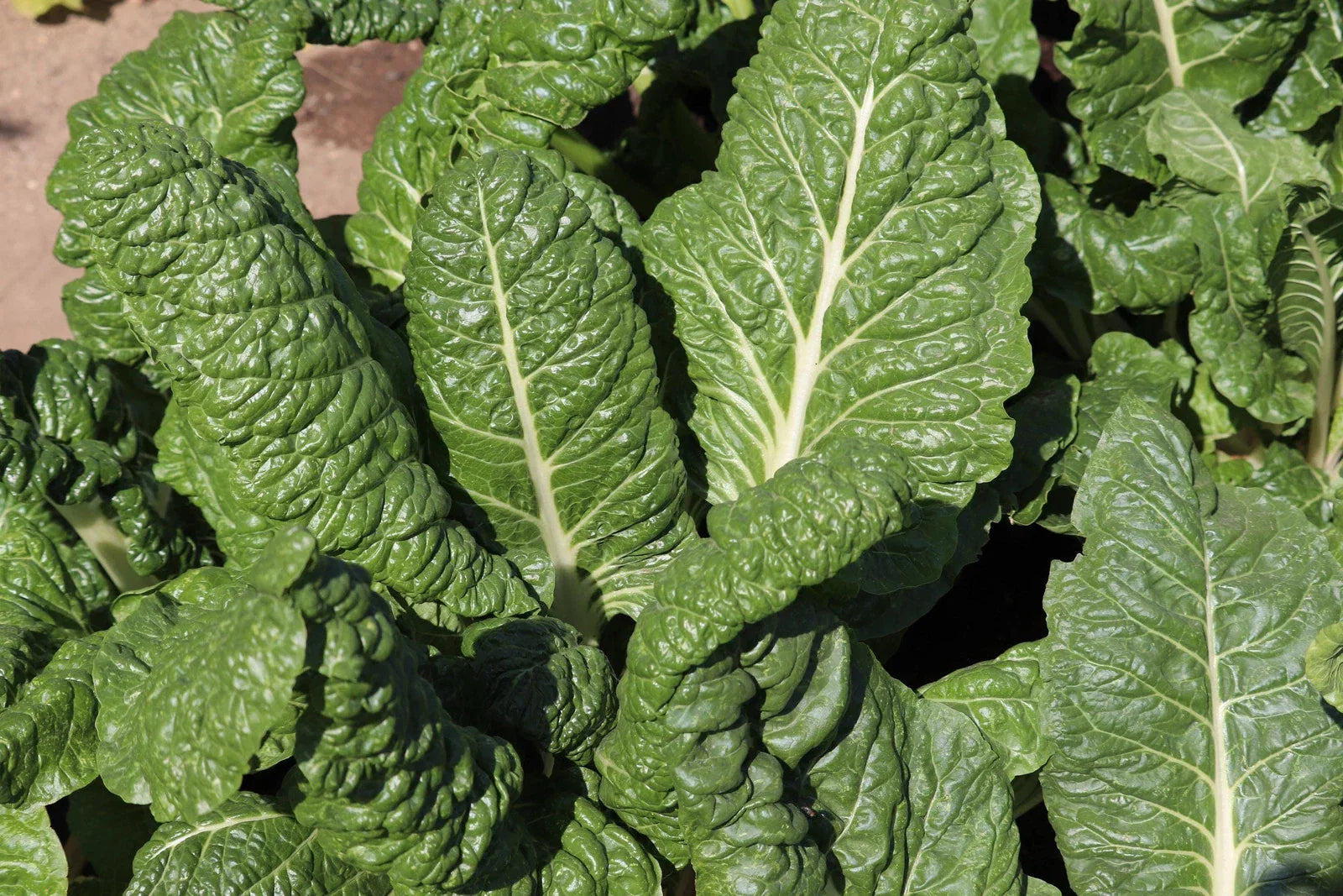 Fordhook Giant Swiss Chard Seeds - Non-GMO Heirloom Beta vulgaris subsp. cicla Vegetable Seeds for Home Gardening