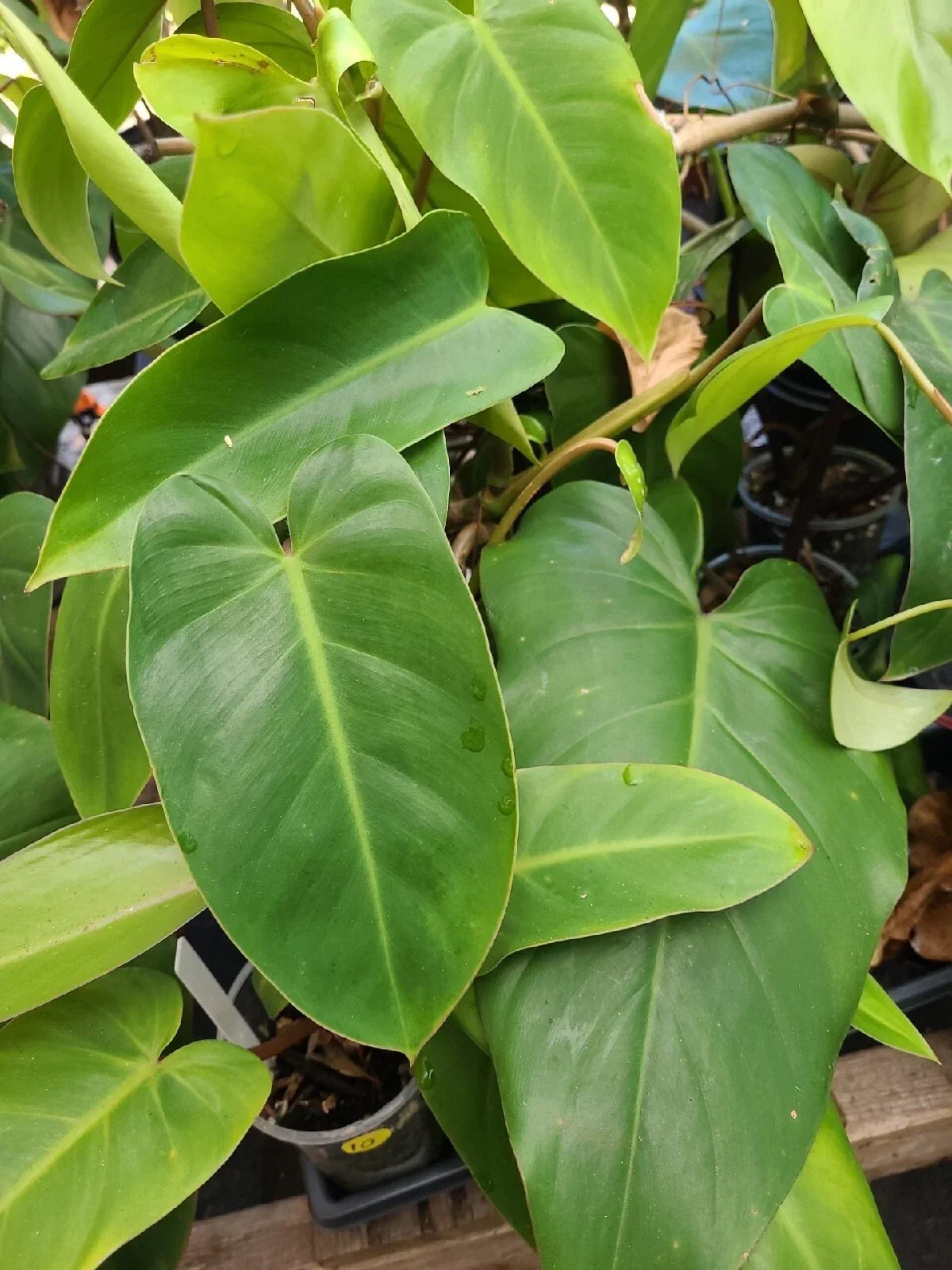 Philodendron Green Emerald Cutting 7-10 Inches Fresh Indoor Houseplant