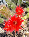 Chamaecereus Peanut Cactus Plant - Rooted 4-Inch Pot, WILD STAR 2 European Hybrid, Succulent for Indoor & Outdoor Gardens