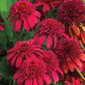 Double Cranberry Coneflower Seeds - Echinacea purpurea Perennial Flower Seeds for Garden Planting