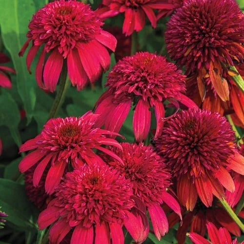 Double Cranberry Coneflower Seeds - Echinacea purpurea Perennial Flower Seeds for Garden Planting