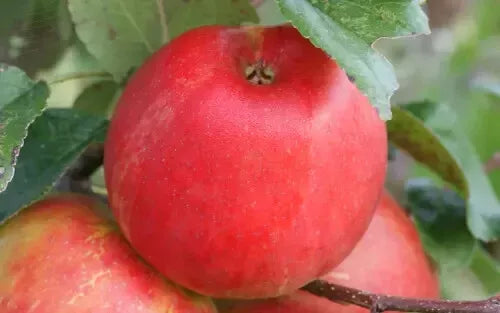 Honeycrisp Apple Seeds - 25+ Non-GMO Malus domestica for Garden Planting, Fruit Trees, Backyard Orchard