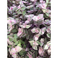 Tradescantia Pink Lady Cuttings - 10 Rooted Indoor Plants for Easy Care and Vibrant Greenery