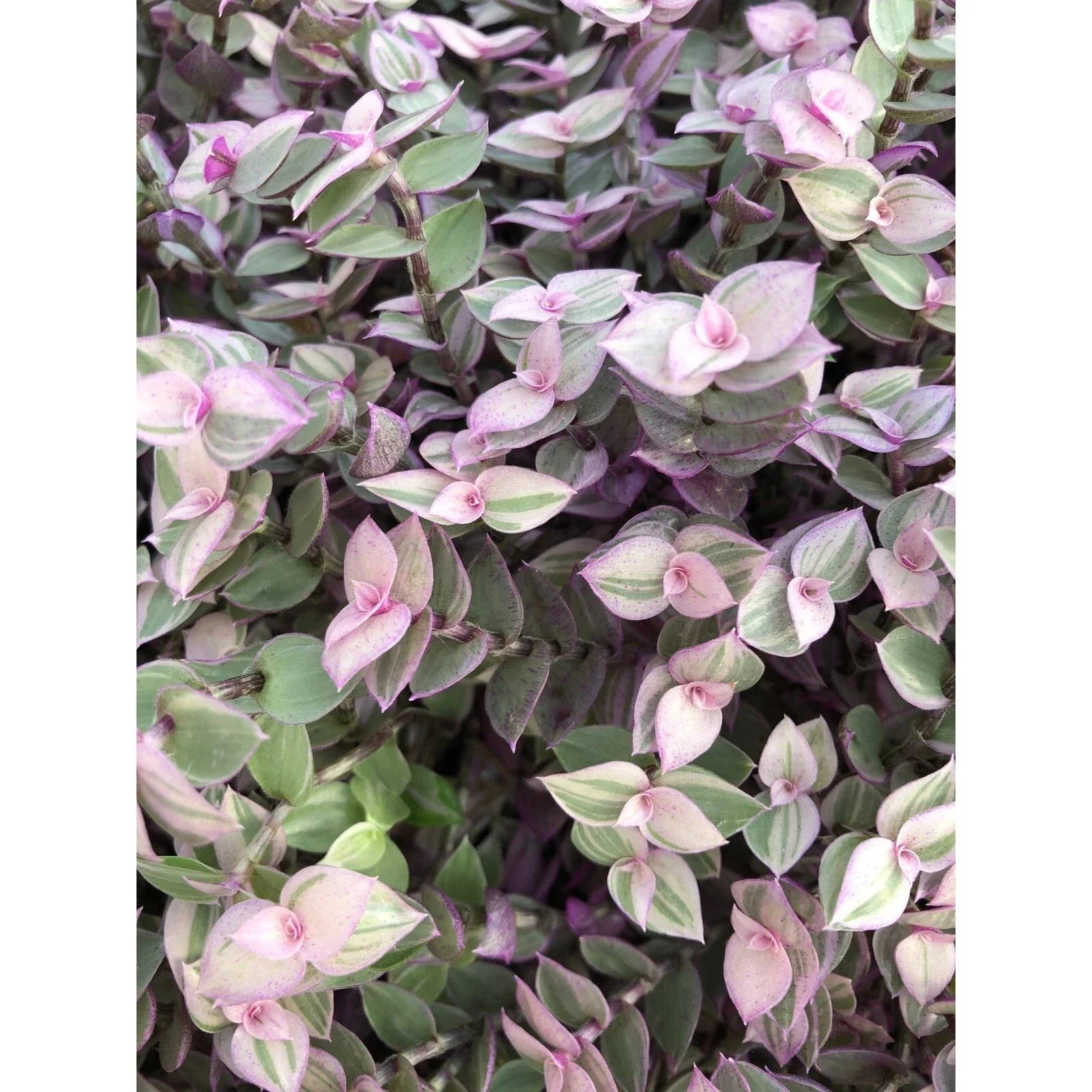 Tradescantia Pink Lady Cuttings - 10 Rooted Indoor Plants for Easy Care and Vibrant Greenery