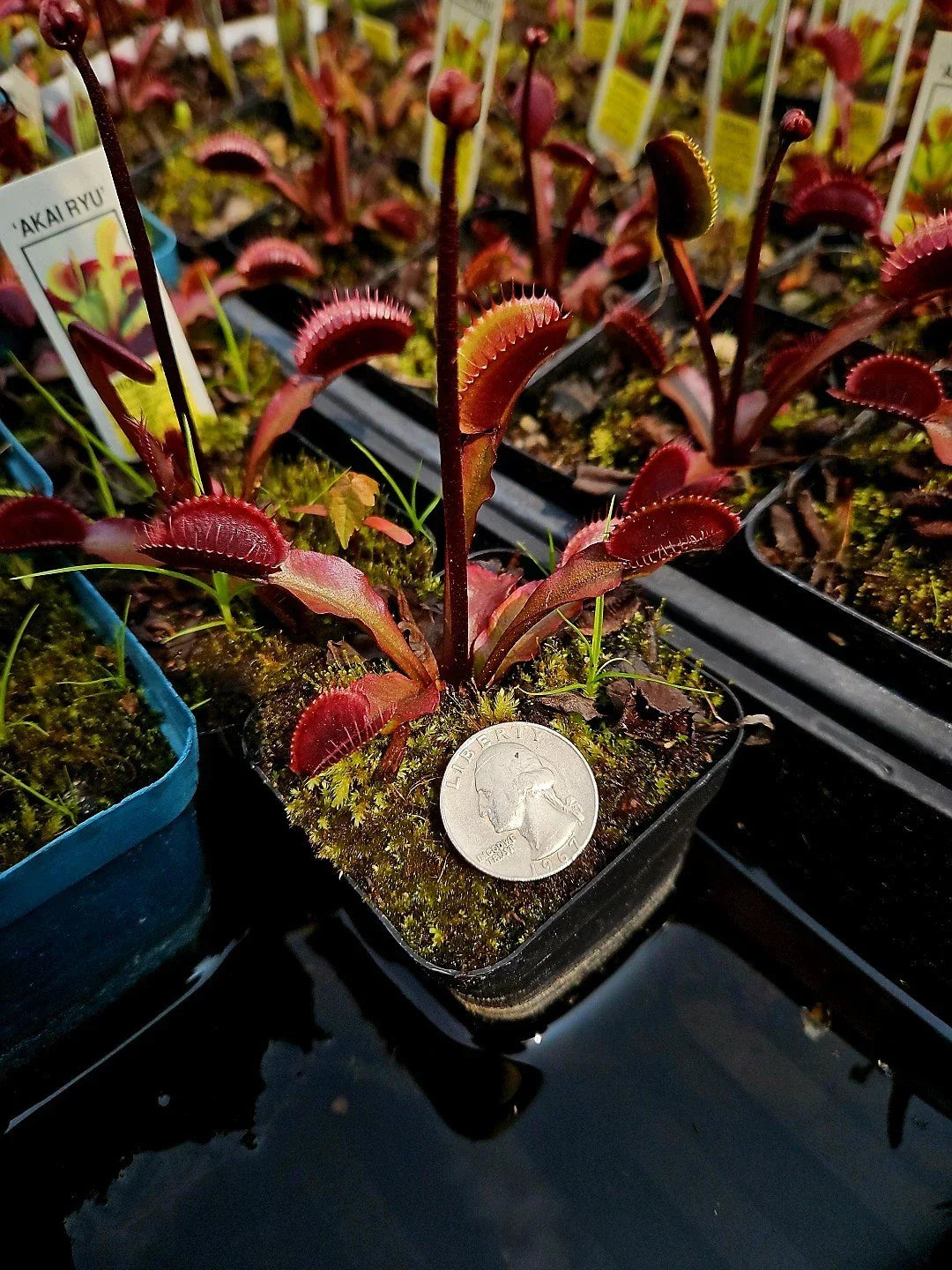 Venus Flytrap Bare Root Plant - 3 Akai Ryu Red Dragon Dionaea muscipula Tissue Culture