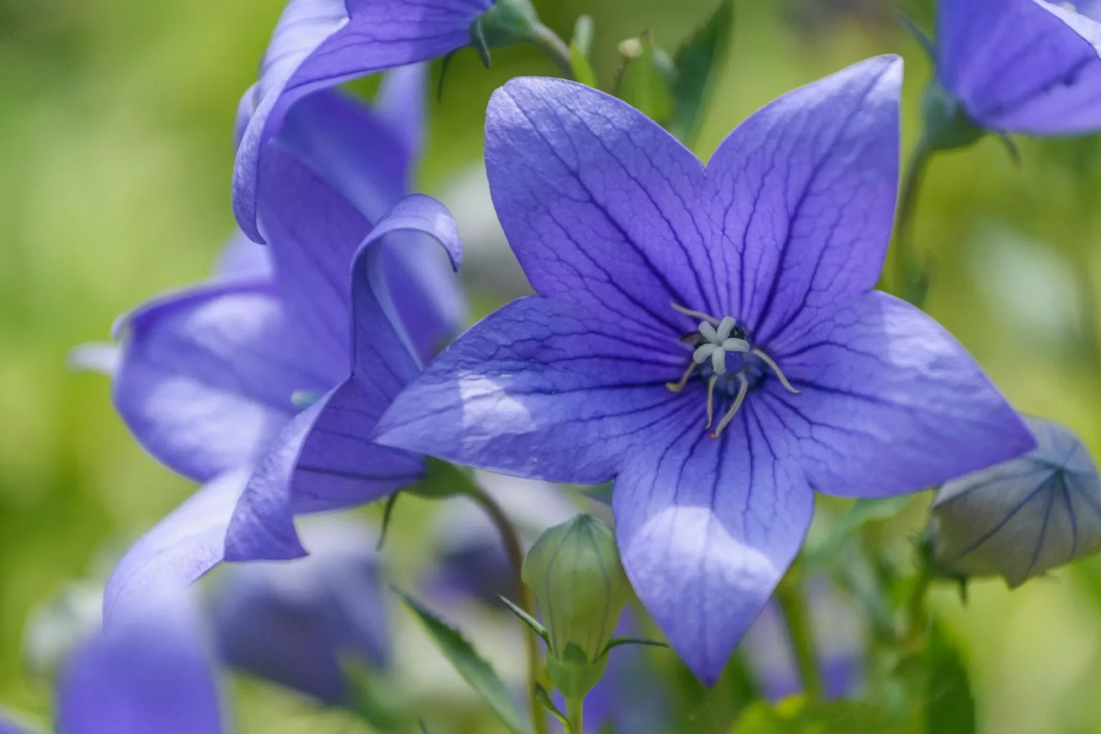 Balloon Flower Seeds - Toraji Variety - Platycodon grandiflorus - 100+ Seeds for Garden, Borders, Containers, Free Shipping USA