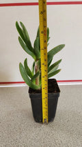 Live Ice Plant Coastal Pig Face Succulent in Pot, Drought Tolerant Ground Cover, Carpobrotus edulis, 6-8 Inches