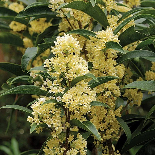Fudingzhu Fragrant Tea Olive Starter Plant - Well-Rooted Osmanthus fragrans var. thunbergii Shrub for Garden, Hedges, and Borders