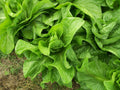 Sugar Loaf Endive Seeds - 750 Pack, Non-GMO Heirloom Cichorium endivia for Salad Greens, Compact Growth, Easy to Grow