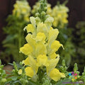 Snapdragon Seeds - 1000+ Candy Tops Yellow Antirrhinum majus Garden Planting Seeds for Borders & Containers