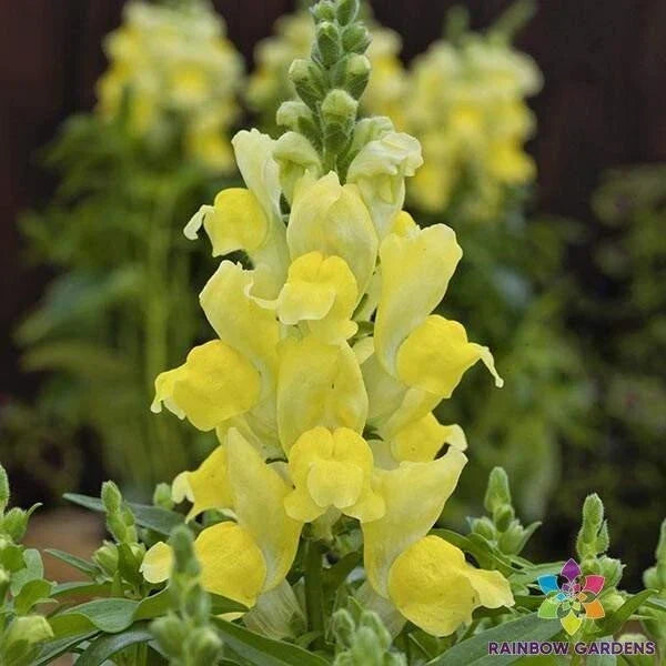 Snapdragon Seeds - 1000+ Candy Tops Yellow Antirrhinum majus Garden Planting Seeds for Borders & Containers