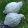 Blue Hubbard Squash Seeds – Organic, Non-GMO, Cucurbita maxima, 10 Seeds for Home Garden, Bountiful Harvest, Free Shipping USA
