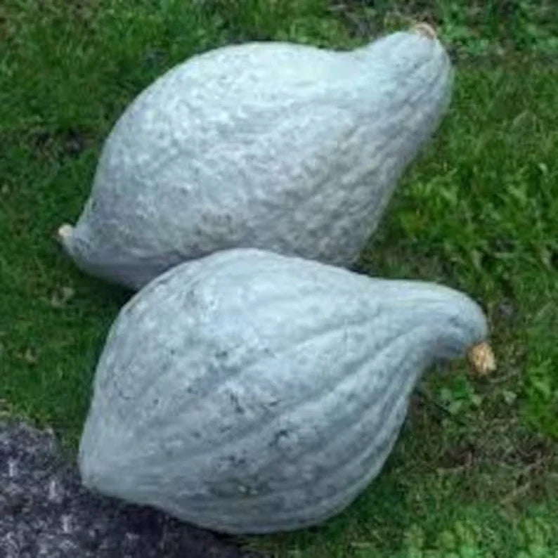 Blue Hubbard Squash Seeds – Organic, Non-GMO, Cucurbita maxima, 10 Seeds for Home Garden, Bountiful Harvest, Free Shipping USA