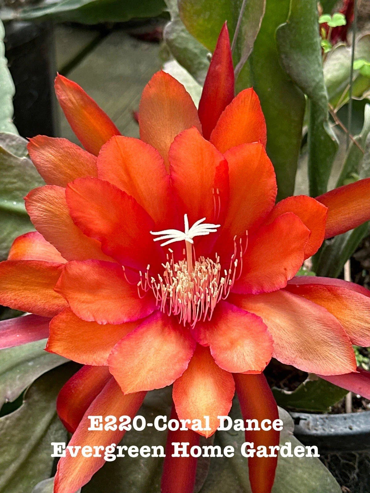Epiphyllum Orchid Cactus Coral Dance 4" Starter Pot - Rooted Tropical Houseplant