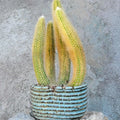 Variegated Monkey Tail Cactus Cluster - Cleistocactus colademononis variegata - Unique Succulent for Indoor & Outdoor Decor