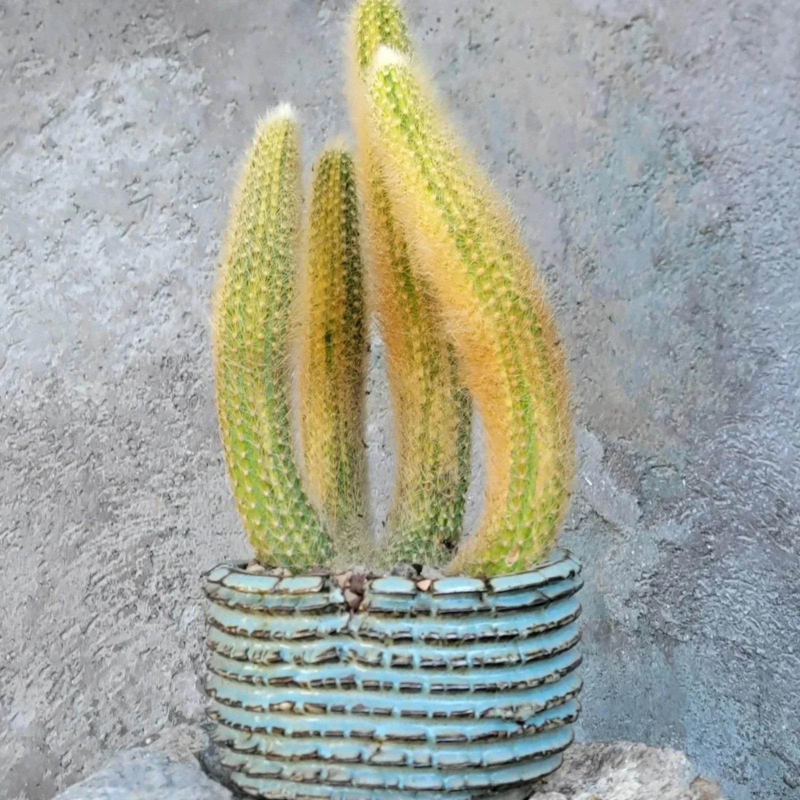 Variegated Monkey Tail Cactus Cluster - Cleistocactus colademononis variegata - Unique Succulent for Indoor & Outdoor Decor