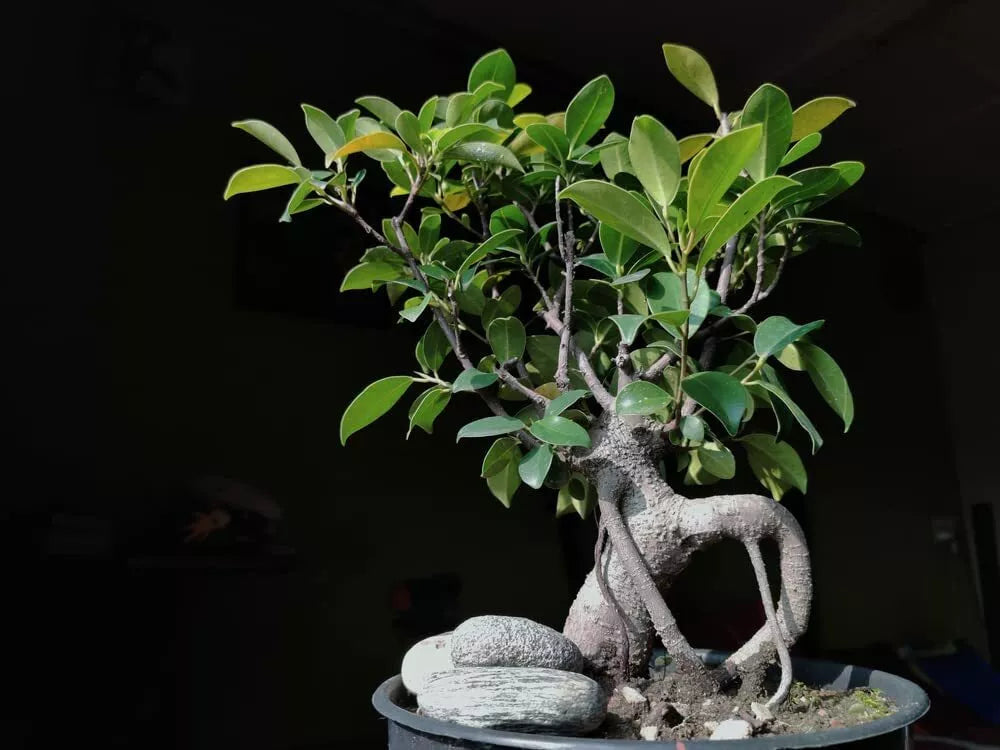 Weeping Fig Bonsai Tree Seeds - Ficus benjamina - Indoor Plant, Easy to Grow, Decorative Houseplant, 30 Seeds