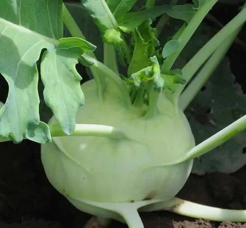 Kohlrabi Seeds 100+ Early White Vienna Brassica oleracea var. gongylodes for Home Garden, Edible Bulbs