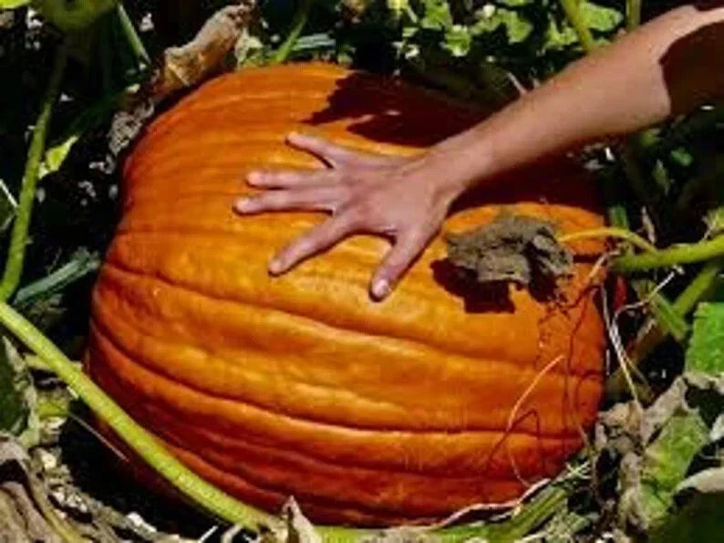 Big Max Pumpkin Seeds - Organic Cucurbita maxima for Giant Pumpkins, 10 Pack, Home Garden & Competitive Growing