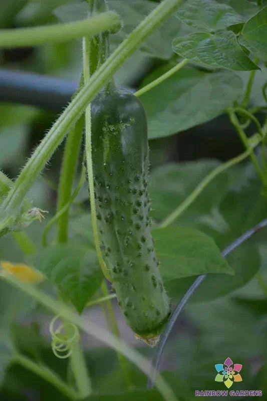 Cucumis sativus Seeds - Cucino Persian Cucumber Pack for Garden, Patio, or Container Growing, Non-GMO, USA