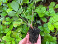 Alpine Strawberry Live Plant 2" Pot, Fragaria vesca, Compact Edible Ground Cover, Sweet Small Fruit
