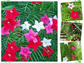Hummingbird Vine Seeds - 20 Mixed Colors - Cardinal Climber (Ipomoea quamoclit) Climbing Flower Seeds for Pollinators
