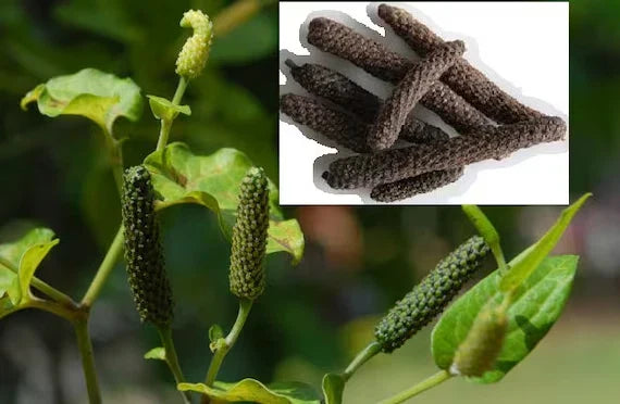 Long Pepper Vine Starter Plant - Piper longum Climbing Herb for Culinary & Medicinal Use