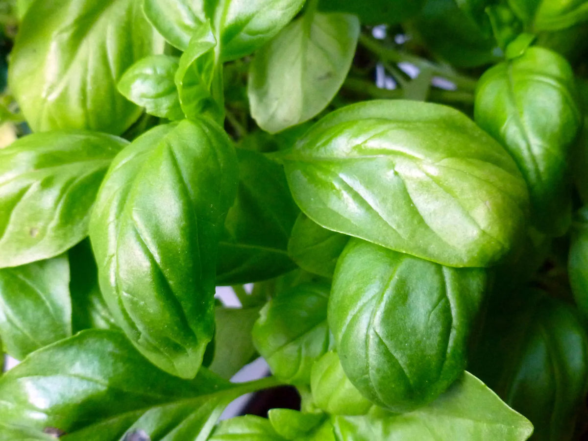 Basil Seeds 750 Count - Italian Broadleaf Sweet Herb - Ocimum basilicum - Non-GMO, Open-Pollinated, Culinary Herb Seeds