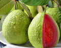 Pink Guava Seeds - Psidium guajava Tropical Fruit Seeds for Planting, 15+ Seeds