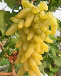 Golden Fingers Grapes Cuttings - 3 Vitis vinifera Deciduous Vine for Home Garden, Fruitful Climbing Vine, Golden-colored Grapes